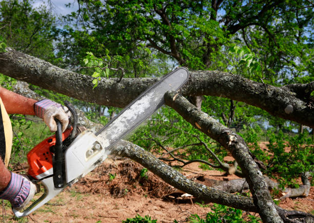 Trusted Kodiak, AK Tree Services Experts